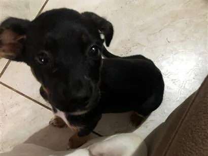 Cachorro raça SRD-ViraLata idade 2 a 6 meses nome Oreo