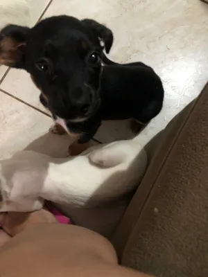 Cachorro raça SRD-ViraLata idade 2 a 6 meses nome Oreo