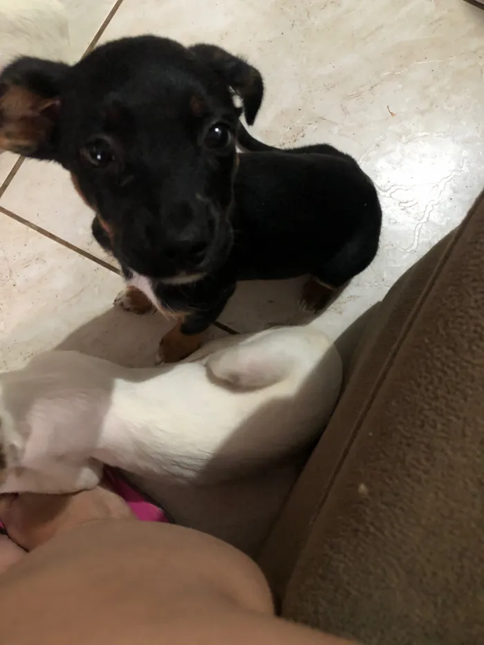 Cachorro raça SRD-ViraLata idade 2 a 6 meses nome Oreo