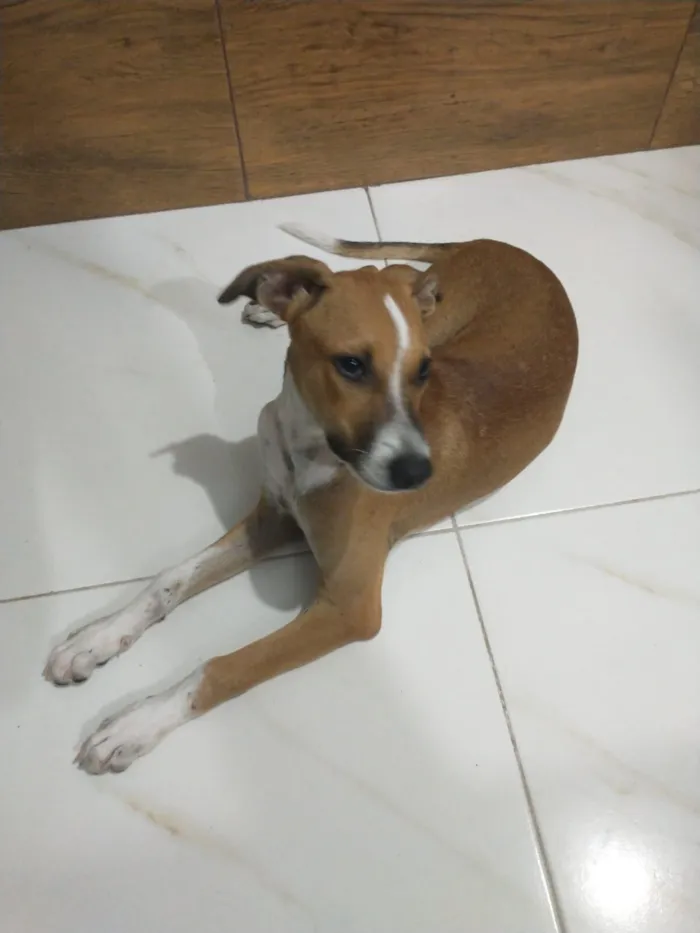 Cachorro raça SRD-ViraLata idade 2 a 6 meses nome Eros