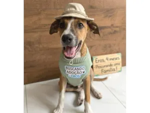 Cachorro raça SRD-ViraLata idade 2 a 6 meses nome Eros