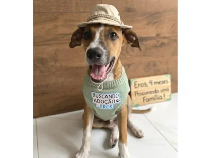 Cachorro raça SRD-ViraLata idade 2 a 6 meses nome Eros