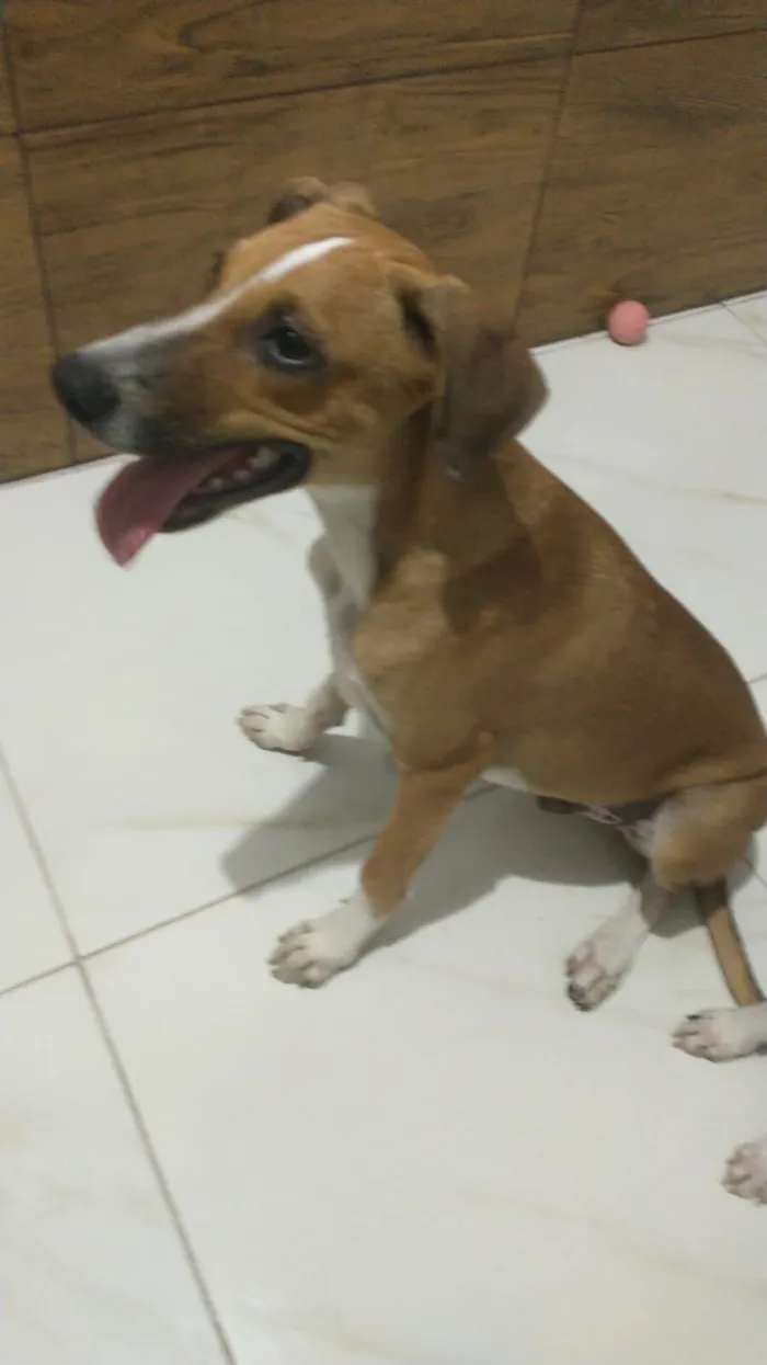 Cachorro raça SRD-ViraLata idade 2 a 6 meses nome Eros