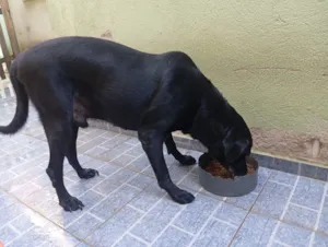 Cachorro raça Labrador idade 6 ou mais anos nome Zeus