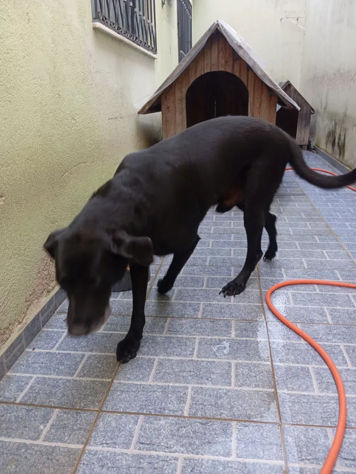 Cachorro raça Labrador idade 6 ou mais anos nome Zeus