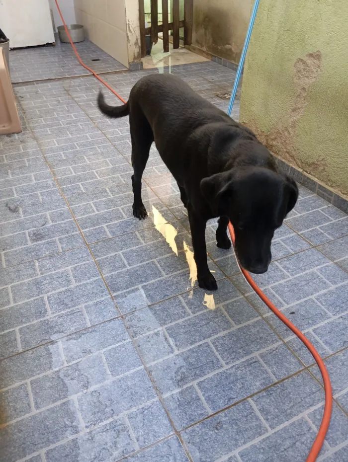 Cachorro raça Labrador idade 6 ou mais anos nome Zeus