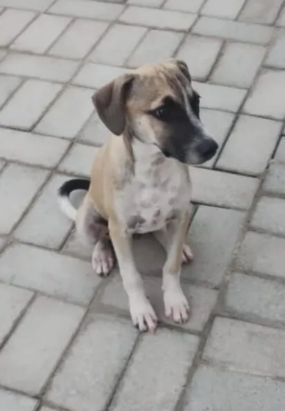 Cachorro raça SRD-ViraLata idade 2 a 6 meses nome Emiliano