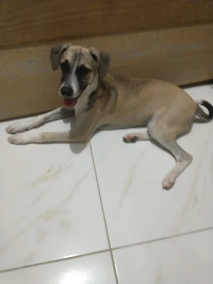Cachorro raça SRD-ViraLata idade 2 a 6 meses nome Emiliano