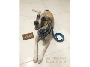 Cachorro raça SRD-ViraLata idade 2 a 6 meses nome Emiliano