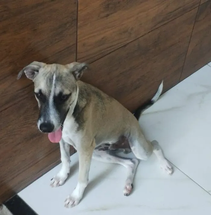 Cachorro raça SRD-ViraLata idade 2 a 6 meses nome Emiliano