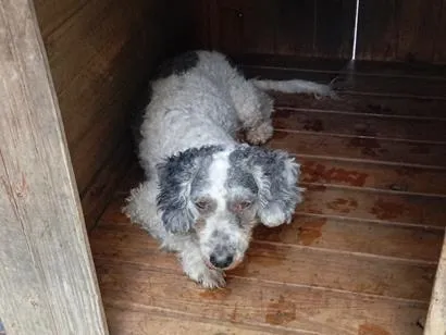 Cachorro raça Poodle idade 6 ou mais anos nome Pérola