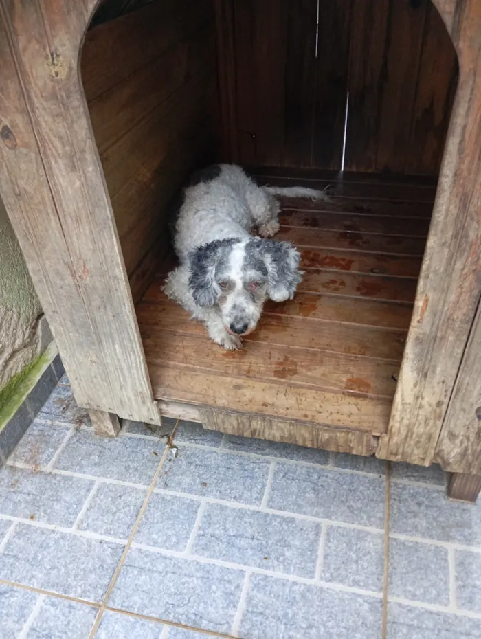 Cachorro raça Poodle idade 6 ou mais anos nome Pérola