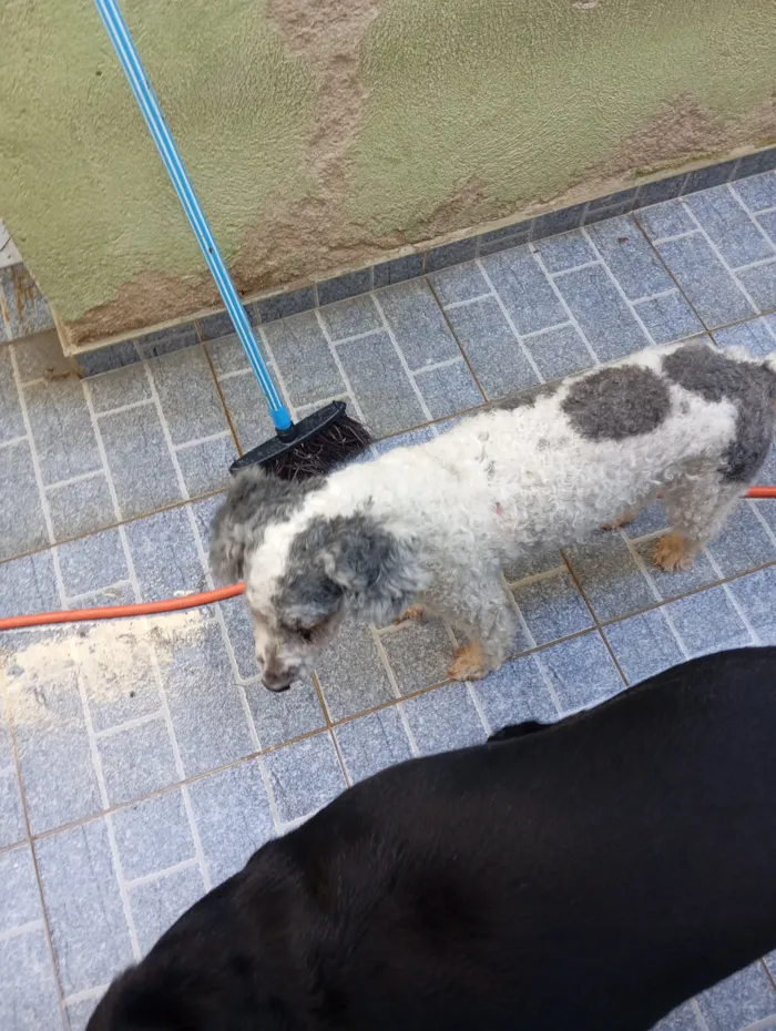Cachorro raça Poodle idade 6 ou mais anos nome Pérola