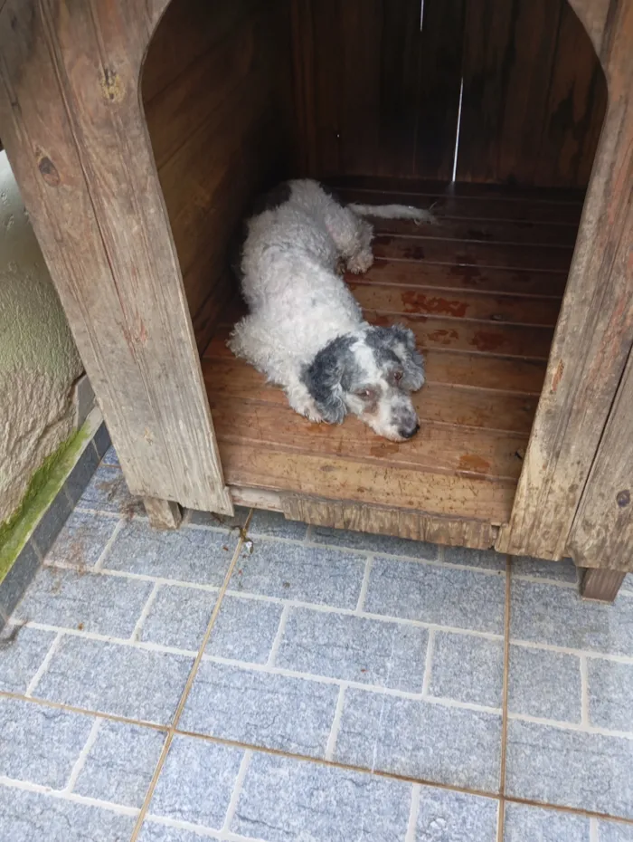 Cachorro raça Poodle idade 6 ou mais anos nome Pérola