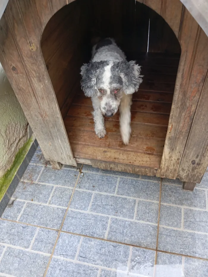 Cachorro raça Poodle idade 6 ou mais anos nome Pérola