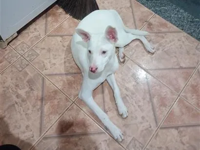 Cachorro raça SRD-ViraLata idade 2 a 6 meses nome Selene