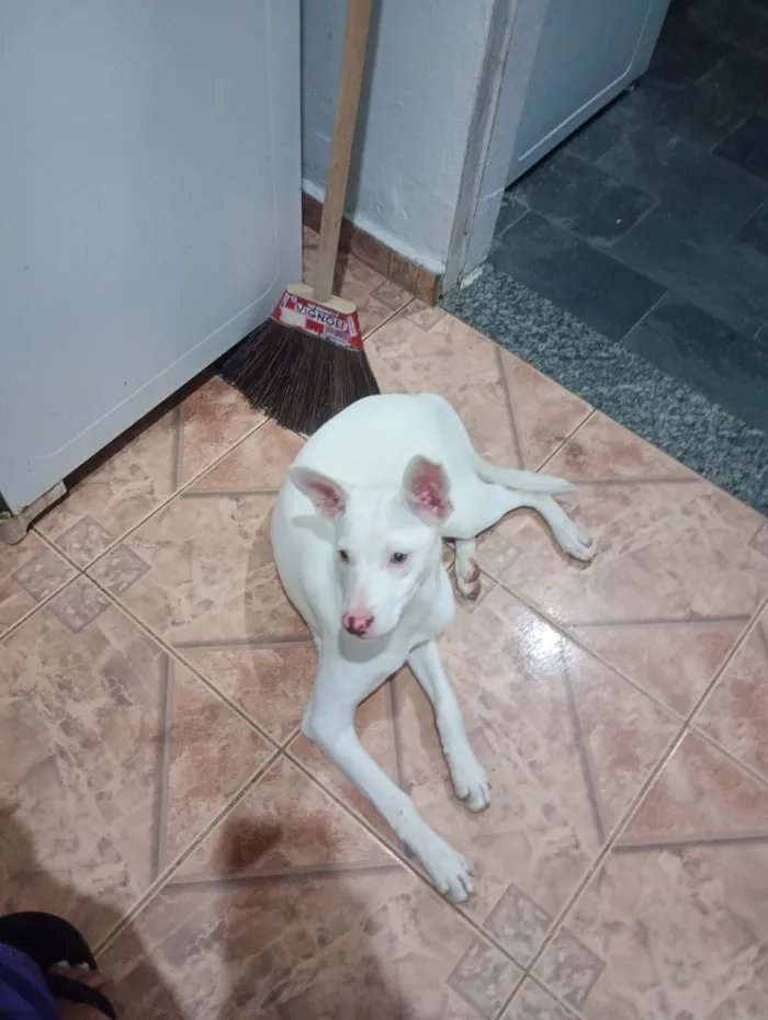 Cachorro raça SRD-ViraLata idade 2 a 6 meses nome Selene