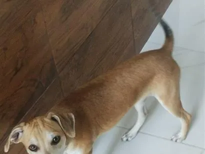 Cachorro raça SRD-ViraLata idade 2 a 6 meses nome Emily