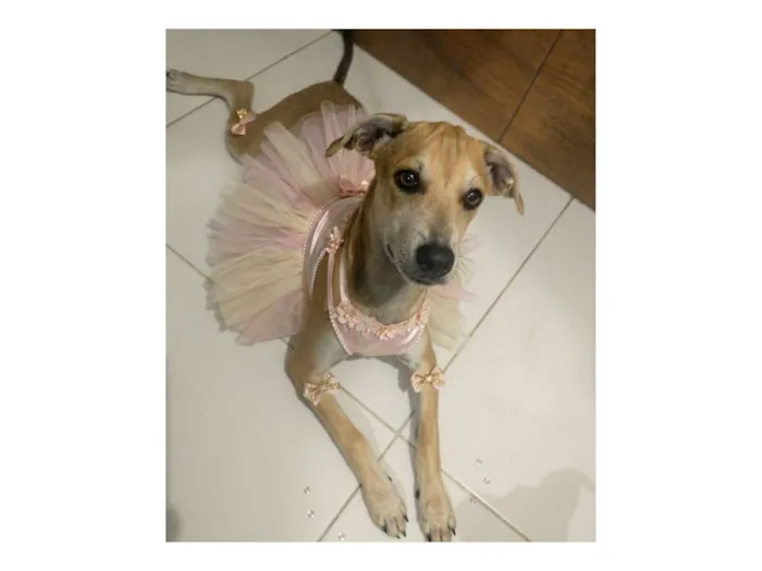 Cachorro raça SRD-ViraLata idade 2 a 6 meses nome Emily