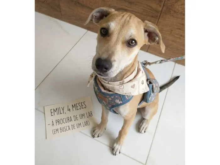 Cachorro raça SRD-ViraLata idade 2 a 6 meses nome Emily