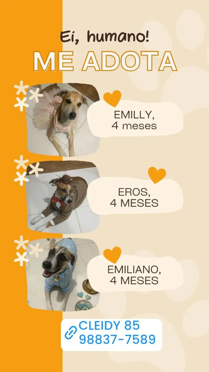 Cachorro raça SRD-ViraLata idade 2 a 6 meses nome Emily