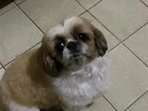 Cachorro raça Shitzu idade 6 ou mais anos nome Rousseau 
