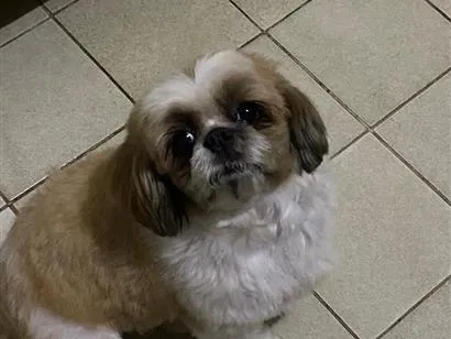 Cachorro raça Shitzu idade 6 ou mais anos nome Rousseau 
