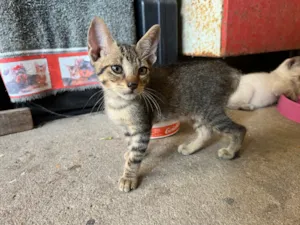 Gato raça SRD-ViraLata idade 2 a 6 meses nome Lelé (macho, 2 meses)