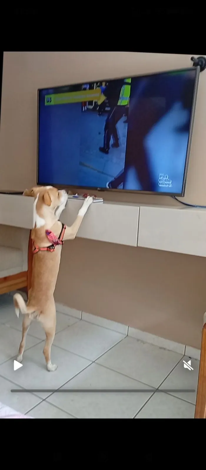 Cachorro raça SRD-ViraLata idade 2 a 6 meses nome .