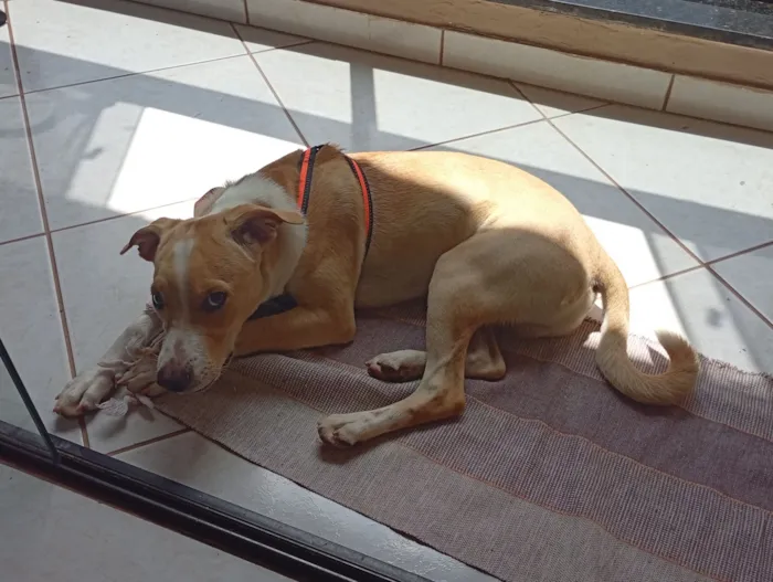 Cachorro raça SRD-ViraLata idade 2 a 6 meses nome .