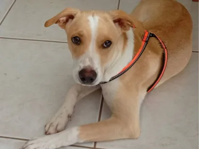 Cachorro raça SRD-ViraLata idade 2 a 6 meses nome .