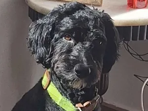 Cachorro raça SRD-ViraLata idade 2 anos nome theo 