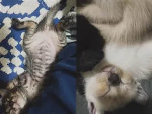 Gato raça SRD-ViraLata idade Abaixo de 2 meses nome sem nome