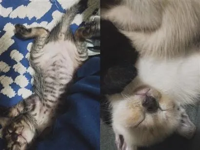 Gato raça SRD-ViraLata idade Abaixo de 2 meses nome sem nome