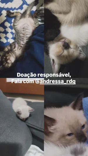 Gato raça SRD-ViraLata idade Abaixo de 2 meses nome sem nome