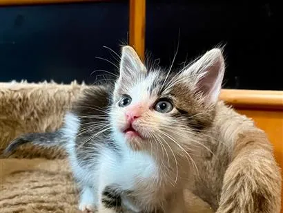 Gato raça SRD-ViraLata idade Abaixo de 2 meses nome Lúcio 