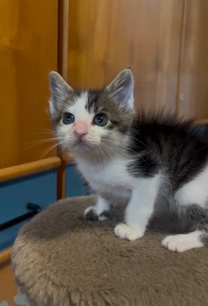 Gato raça SRD-ViraLata idade Abaixo de 2 meses nome Lúcio 