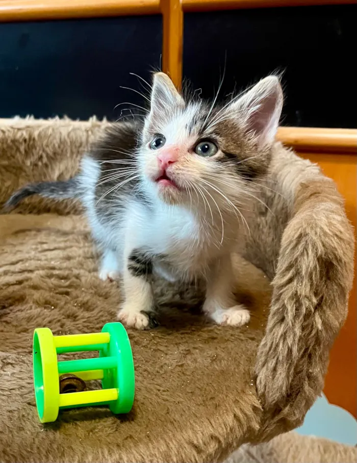 Gato raça SRD-ViraLata idade Abaixo de 2 meses nome Lúcio 