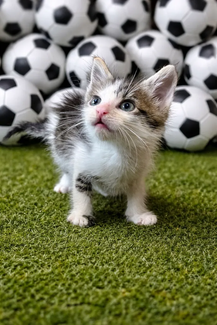 Gato raça SRD-ViraLata idade Abaixo de 2 meses nome Lúcio 