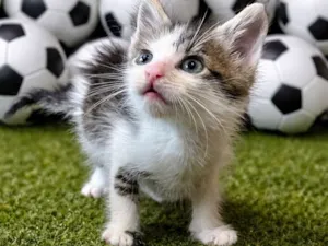 Gato raça SRD-ViraLata idade Abaixo de 2 meses nome Lúcio 