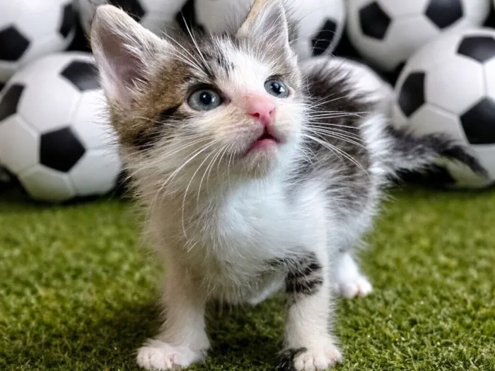 Gato raça SRD-ViraLata idade Abaixo de 2 meses nome Lúcio 