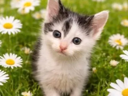 Gato raça SRD-ViraLata idade Abaixo de 2 meses nome Augustinha