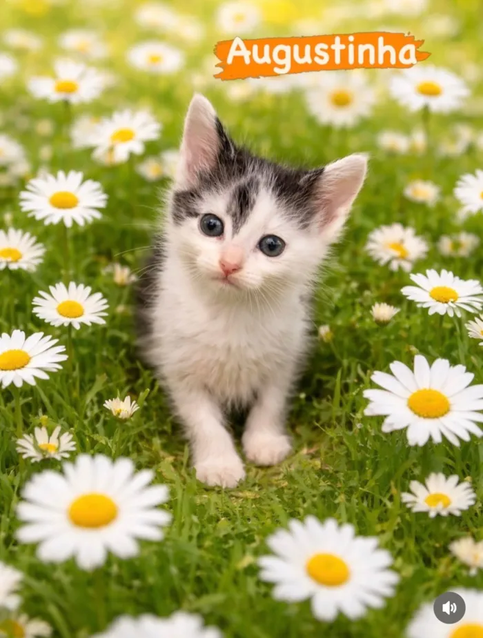 Gato raça SRD-ViraLata idade Abaixo de 2 meses nome Augustinha