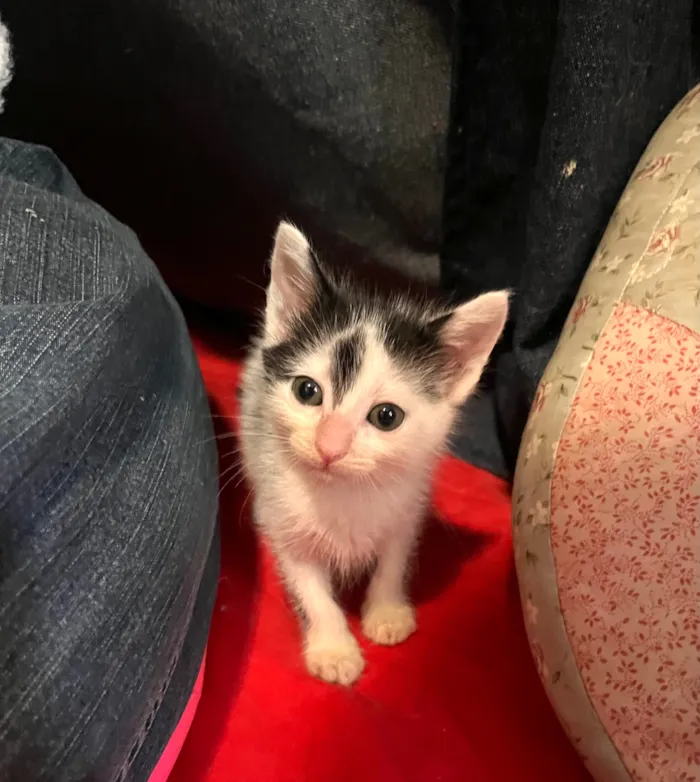 Gato raça SRD-ViraLata idade Abaixo de 2 meses nome Augustinha