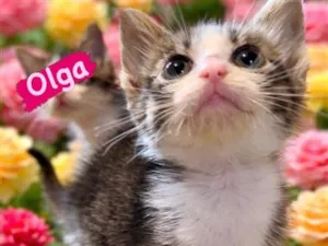 Gato raça SRD-ViraLata idade Abaixo de 2 meses nome Olga