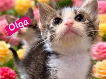 Gato raça SRD-ViraLata idade Abaixo de 2 meses nome Olga