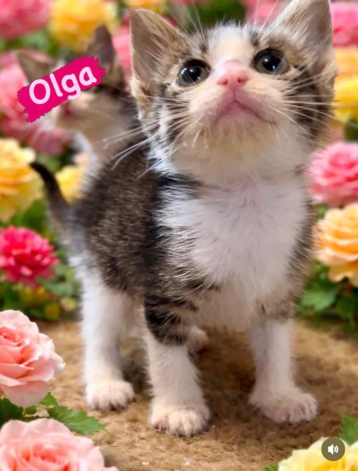 Gato raça SRD-ViraLata idade Abaixo de 2 meses nome Olga
