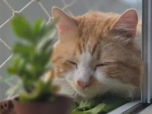 Gato raça SRD-ViraLata idade 2 anos nome Lion