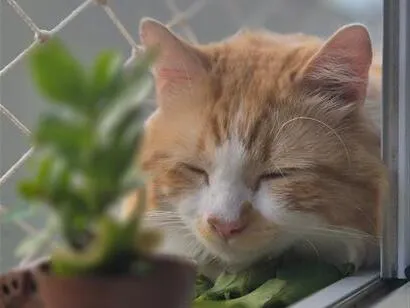 Gato raça SRD-ViraLata idade 2 anos nome Lion