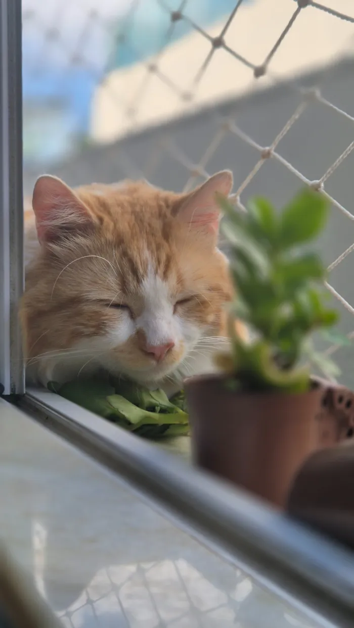 Gato raça SRD-ViraLata idade 2 anos nome Lion